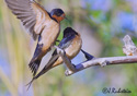 Hirundo rustica